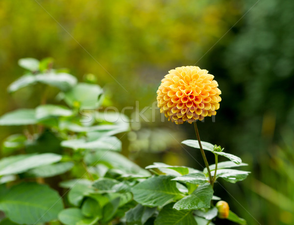 Yellow Autumn Flower Stock photo © tab62