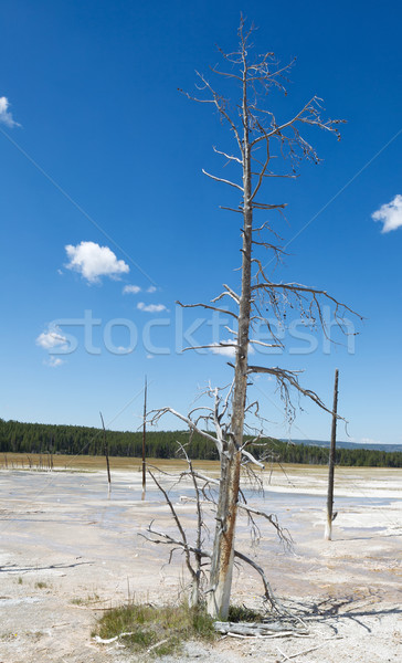 Groß tot stehen Baum heißen vertikalen Stock foto © tab62