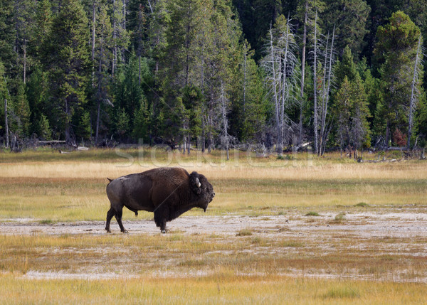 Senior North Amercian Bull Buffalo  Stock photo © tab62