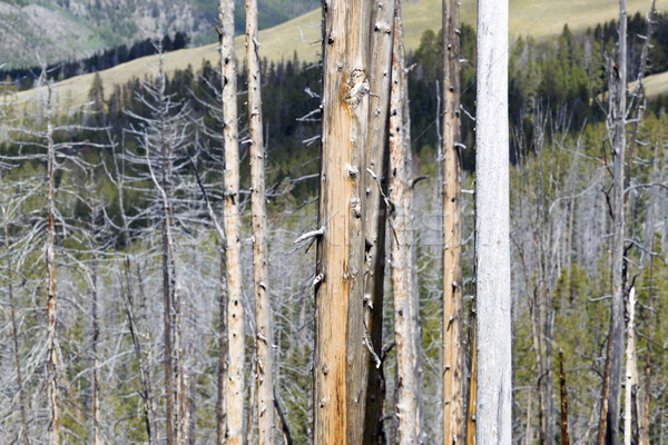 Weathered Trees in Yellowstone National Park  Stock photo © tab62