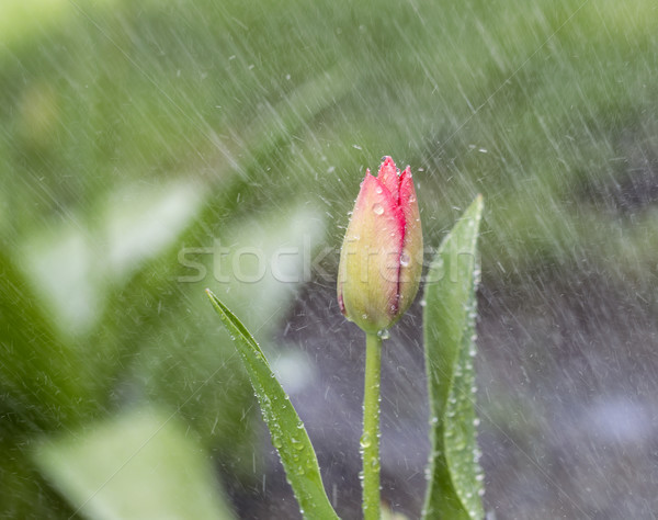 Single Flower in Spring Rain  Stock photo © tab62