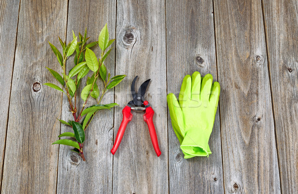Garden tools for pruning plants Stock photo © tab62
