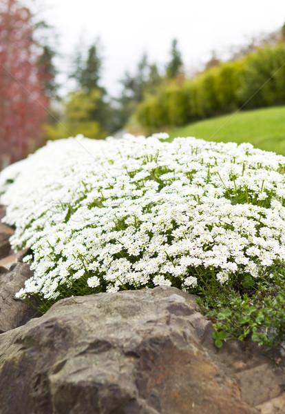 Path of White Flowers on Rocks Stock photo © tab62