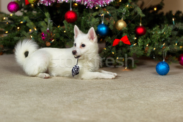 Stock foto: Glücklich · Welpen · Hund · Verlegung · Weihnachtsbaum · weiß