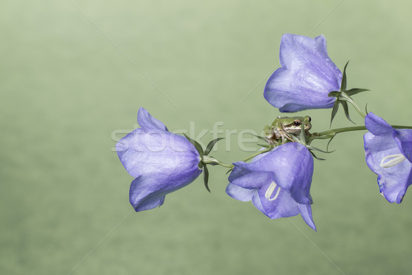 Frog on Flowers  Stock photo © tab62