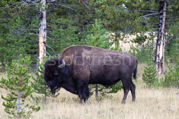 North American Buffalo Grazing near edge of woods during late su Stock photo © tab62