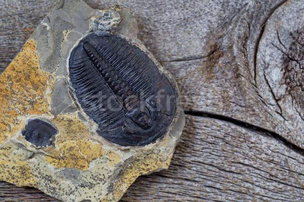 Single perfect fossilized trilobite in close up view  Stock photo © tab62