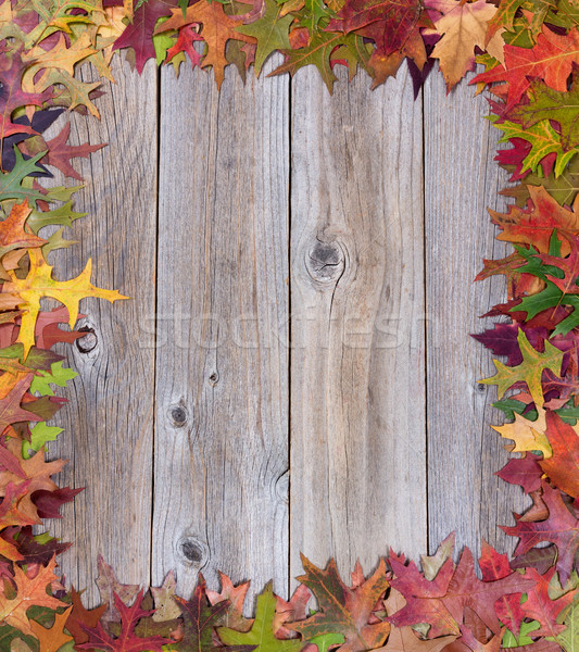 Early autumn leaves on rustic wooden boards Stock photo © tab62