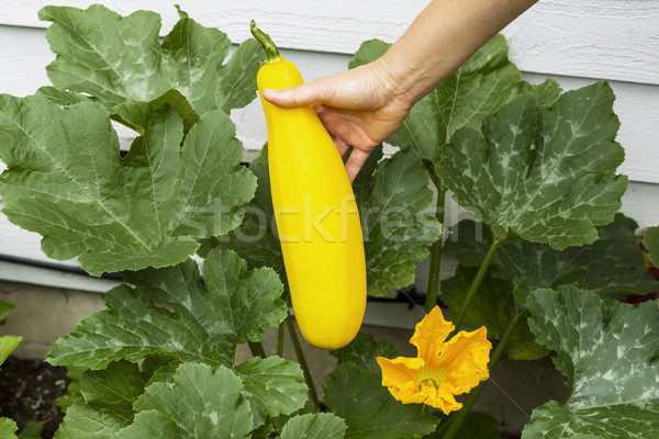 Female hand holding large yellow zucchini fresh from home garden Stock photo © tab62