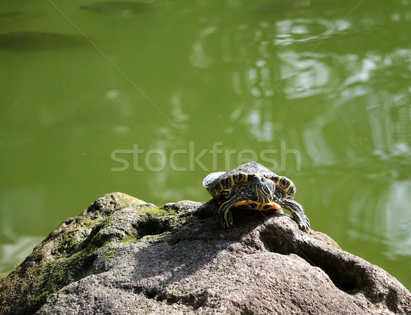 Boyalı kaplumbağa güneşlenme kaya balık gölet Stok fotoğraf © tab62