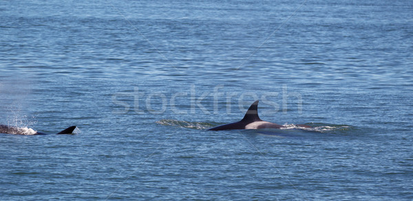 Orca Whales within the San Juan Islands giving chase  Stock photo © tab62
