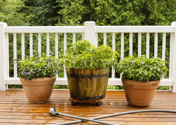 Large Pots filled with Herbs on Cedar Deck  Stock photo © tab62