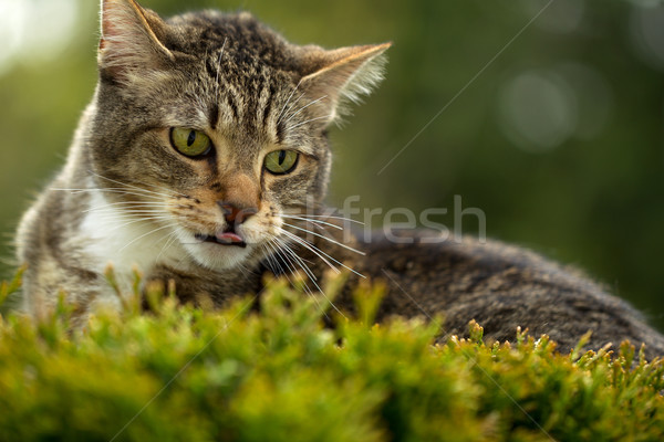 Pisică uita în aer liber orizontala fotografie faţă Imagine de stoc © tab62
