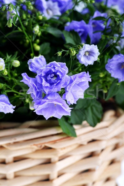 Kék színes fonott kosár szépség virágcsokor Stock fotó © taden