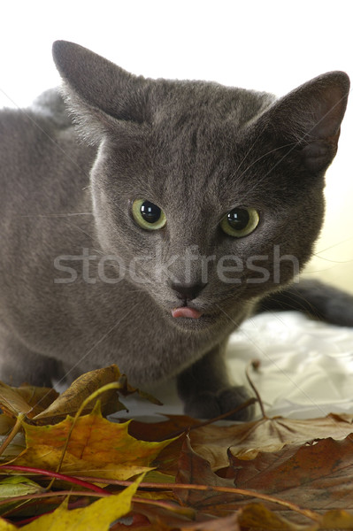 russian blue cat Stock photo © taden