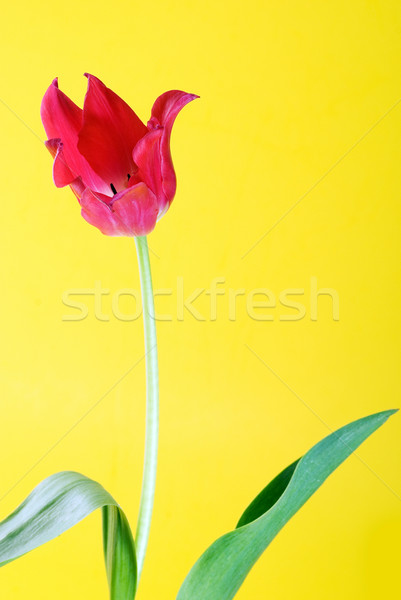 Red tulip close up Stock photo © taden