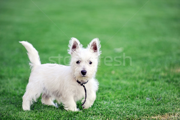 Fehér kutya kicsi zöld gyep fű Stock fotó © taden