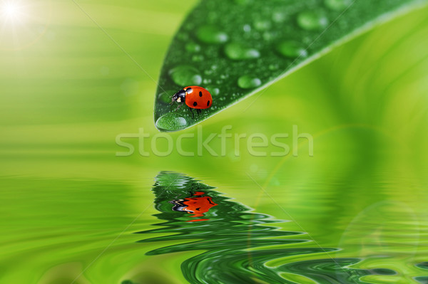 green leaf with water drops Stock photo © taden