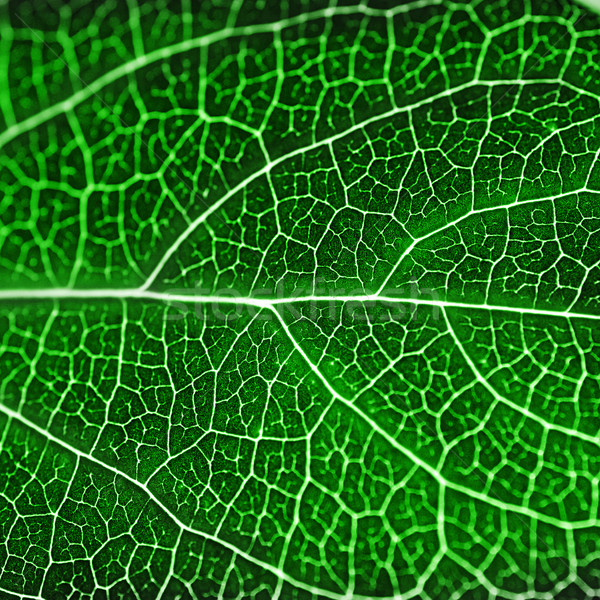 textured green leaf Stock photo © taden