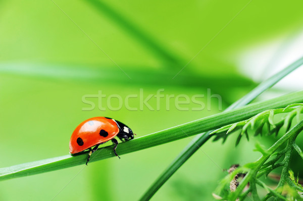 Ladybug трава красный Коровка семь черный Сток-фото © taden