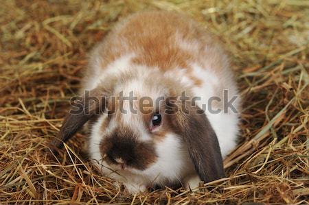 кролик сено пушистый Ложь мягкой фон Сток-фото © taden