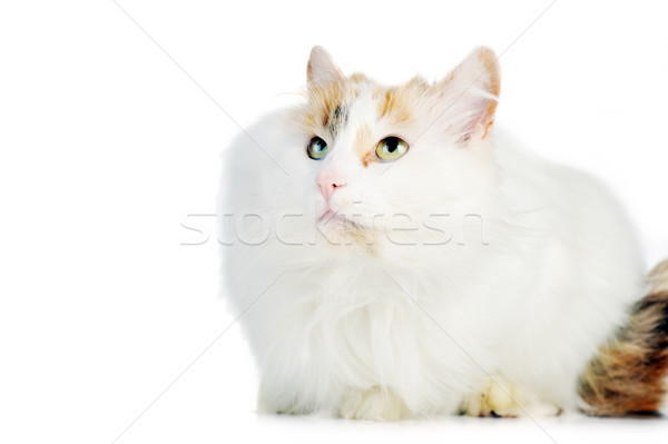 Stock photo: white cat with russet  stains