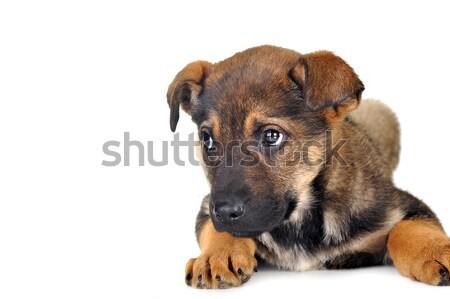 Chien brun cheveux animaux studio belle animaux de compagnie [[stock_photo]] © taden