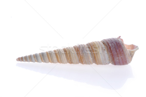 sea cockleshell lies on white  Stock photo © taden