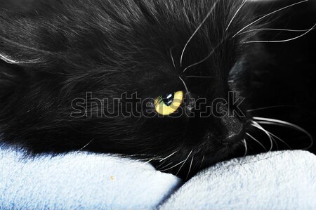 Gato preto mentiras travesseiro retrato cabelo animais Foto stock © taden