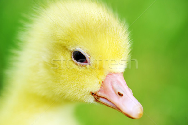 Cute puszysty chick 7 dni starych Zdjęcia stock © taden