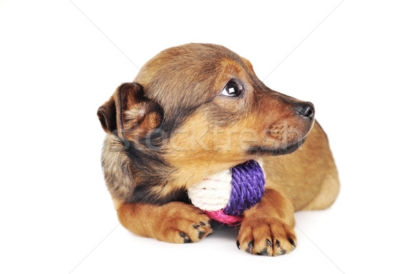 Perro pelota cute perro marrón pelo animales Foto stock © taden