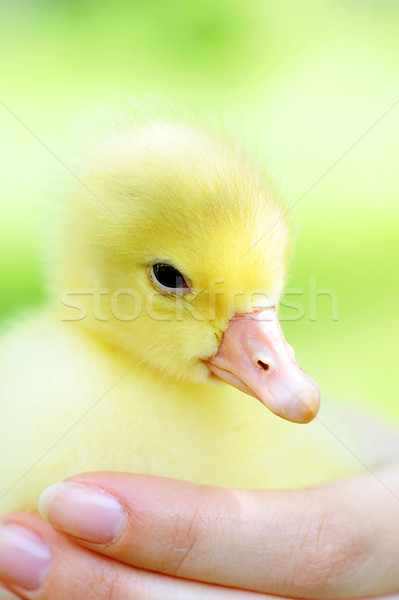  little chick Stock photo © taden