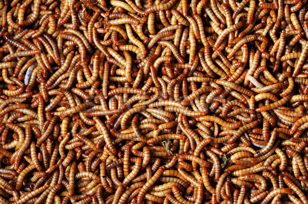   many  larvae Stock photo © taden
