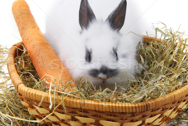 small rabbit Stock photo © taden