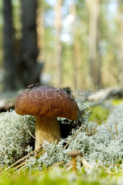 Cogumelo boletos floresta árvore sol Foto stock © taden