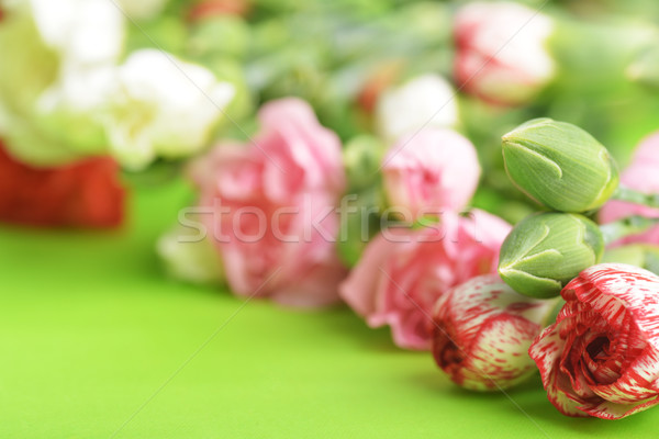 Virágok szegfű közelkép virágcsokor színes virág Stock fotó © taden