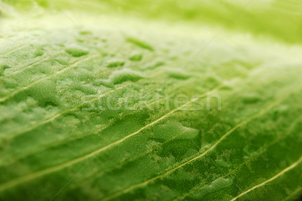 Yeşil yaprak su damlası su bitki damla Stok fotoğraf © taden