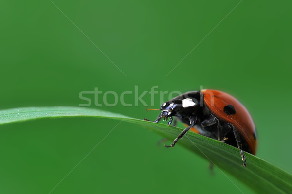 Ladybug трава красный Коровка семь черный Сток-фото © taden