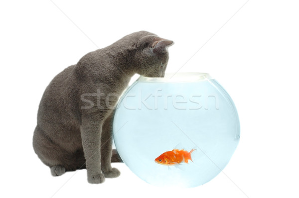 Chat poissons regarder aquarium eau mer [[stock_photo]] © taden