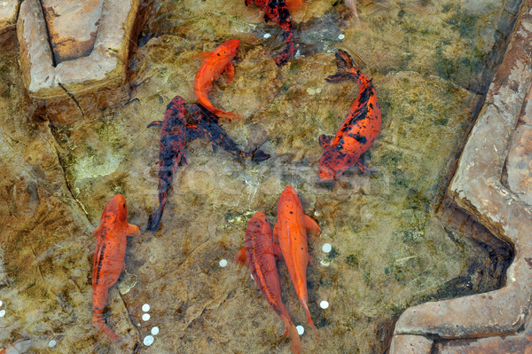 Piccolo bella nuotare acqua pesce Foto d'archivio © taden