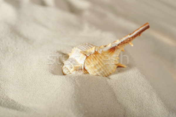cockleshell on sand Stock photo © taden