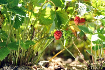 strawberry bush Stock photo © taden