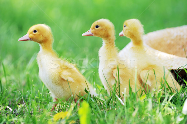 Três fofo garotas grama verde grama criança Foto stock © taden