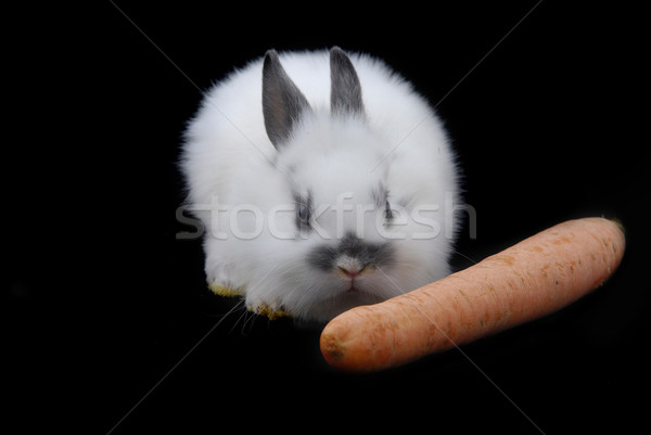 small rabbits Stock photo © taden