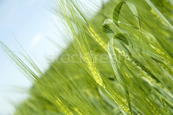 Macro centeio campo céu comida grama Foto stock © taden