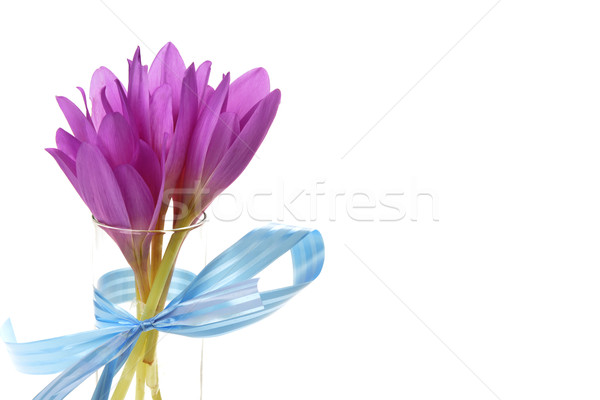 Buchet şofran violet floare floare timp Imagine de stoc © taden