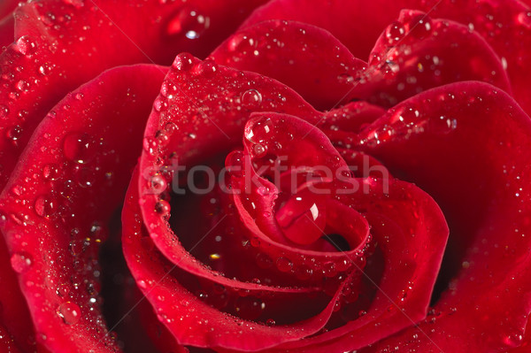 Rose Red macro gocce d'acqua fiori giardino Foto d'archivio © taden