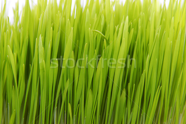 Frischen Gras isoliert Blume Frühling Stock foto © taden