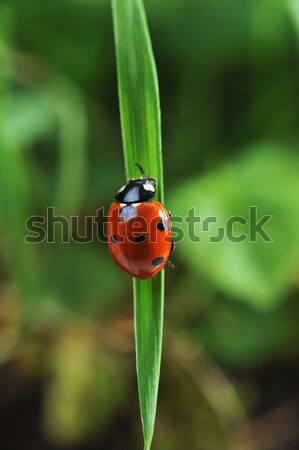 Ladybug on grass Stock photo © taden