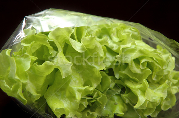 Grünen Salat isoliert schwarz Frühling Baby Stock foto © taden